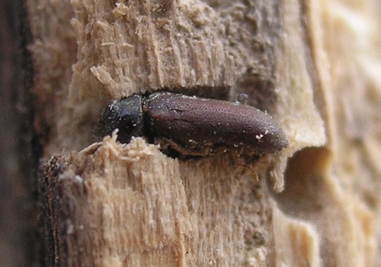 Anobium punctatum -Tarlo dei mobili